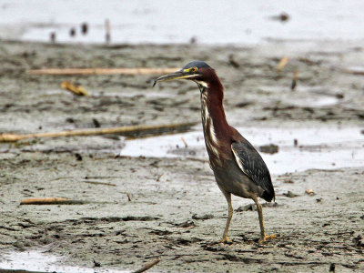heron-green7898-800.jpg