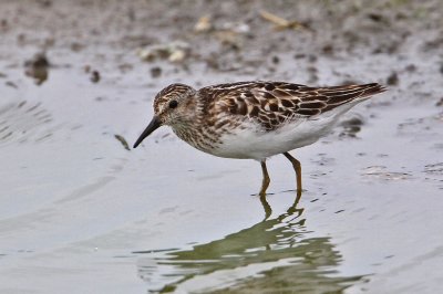 sandpiper-least8039-1024.jpg
