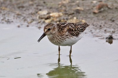 sandpiper-least8053-1024.jpg