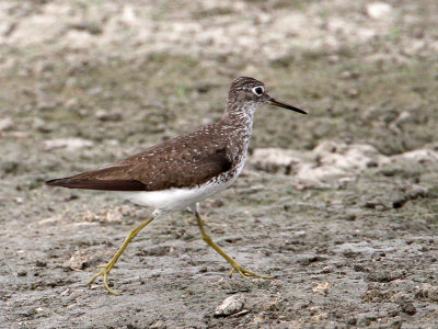 sandpiper-solitary7989-1024.jpg