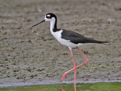 stilt-blacknecked8239-1024.jpg