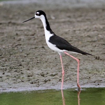 stilt-blacknecked8240-1024.jpg