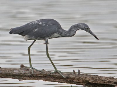 heron-littleblue7804-1024.jpg