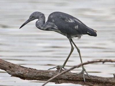 heron-littleblue7819-1024.jpg
