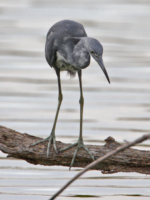 heron-littleblue7820-800.jpg