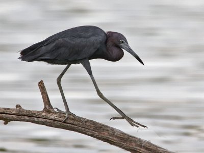 heron-littleblue7838-1024.jpg