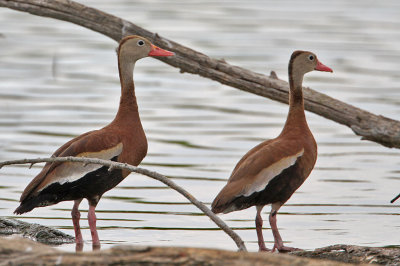 whistlingduck-blackbellied7831-1024.jpg