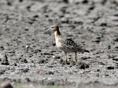 sandpiper-buffbreasted0273-800.jpg