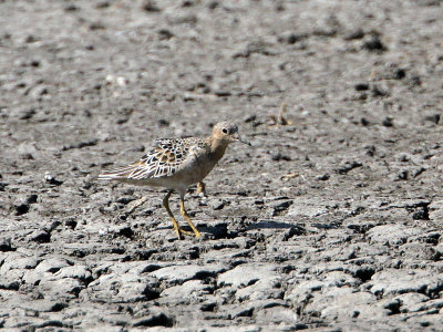 sandpiper-buffbreasted0235-800.jpg