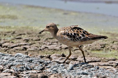 sandpiper-buffbreasted0672-800.jpg