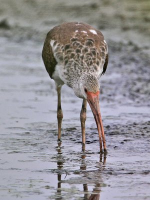 ibis-white7753-800.jpg