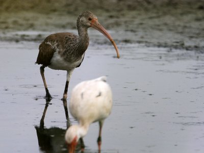 ibis-white7762-1024.jpg