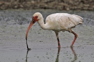 ibis-white7849-1024b.jpg