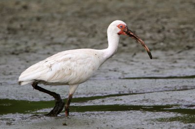 ibis-white8260-1024.jpg