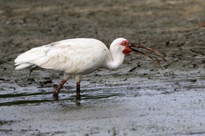 ibis-white8303-1024.jpg