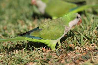 parakeet-monk8821-1024.jpg