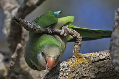 parakeet-monk8934-1024s.jpg