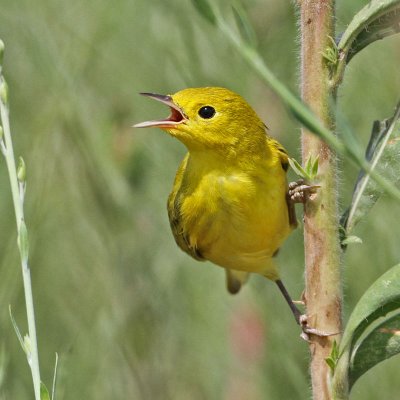 warbler-yellow2070-800.jpg