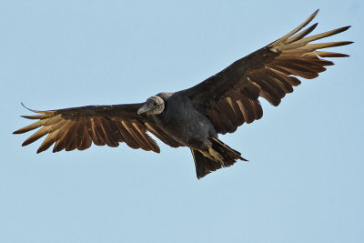 vulture3123-1200.jpg