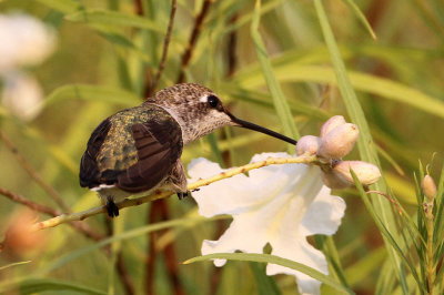 hummingbird-blackchinned3795-1024.jpg