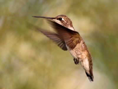 hummingbird-blackchinned3806-1024.jpg