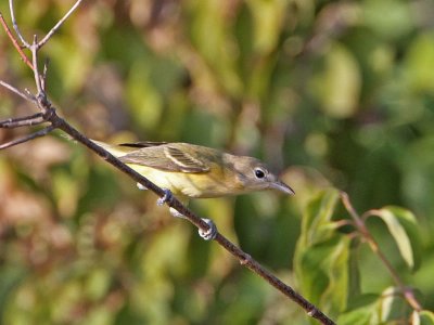 vireo-whiteeyed4022-1024.jpg