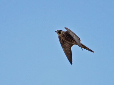 falcon-peregrine6515-1024.jpg