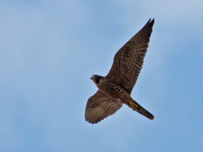 falcon-peregrine6521-1024.jpg