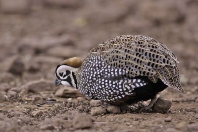 quail-montezuma1249-1024.jpg