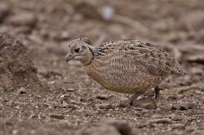 quail-montezuma1255-1024.jpg