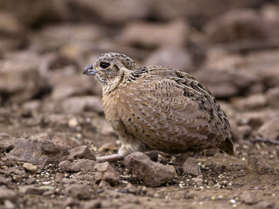 quail-montezuma1268-1024.jpg
