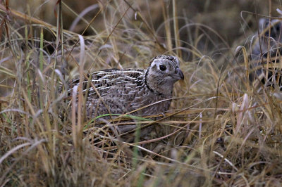 quail-montezuma1340-1024.jpg