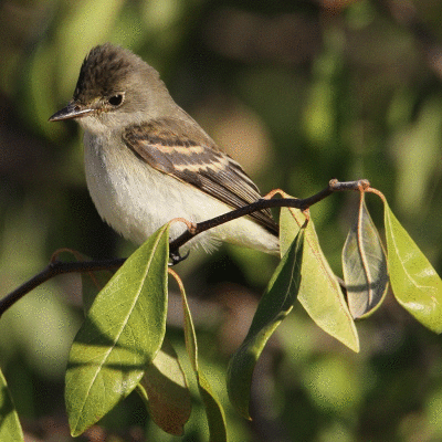 EasternPhoebeTailWag.gif