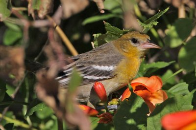 oriole-baltimore8103-1024.jpg