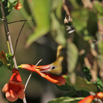 oriole-baltimore8138-800.jpg