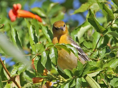 oriole-baltimore8269-1024.jpg