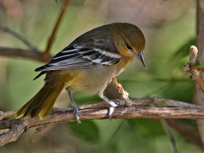 oriole-baltimore8296-1024.jpg