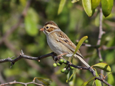 sparrow-claycolored1288-1024.jpg