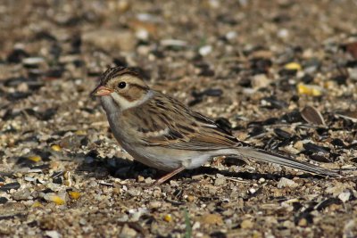 sparrow-claycolored1352-1024.jpg