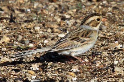 sparrow-claycolored1407-1024.jpg