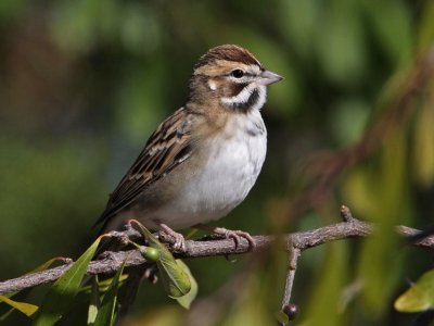 sparrow-lark1754-1024.jpg