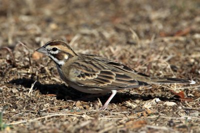 sparrow-lark1611-1024.jpg