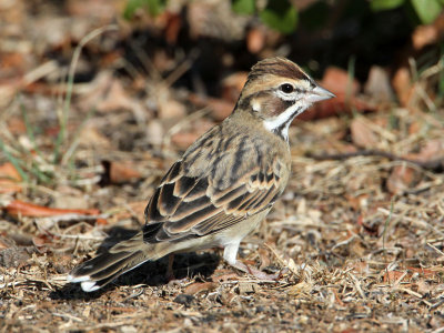 sparrow-lark1620-1024.jpg