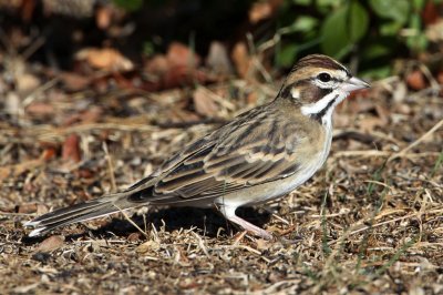 sparrow-lark1636-1024.jpg