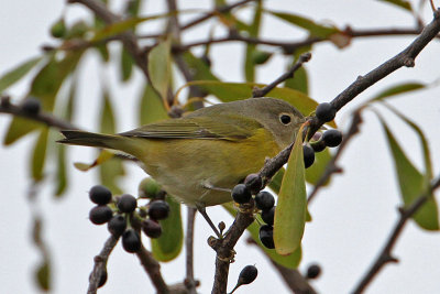 warbler-9592-800.jpg