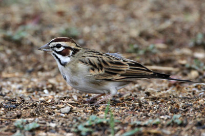 sparrow-lark9480-1024.jpg