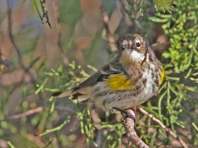 warbler-yellow-rumped1167-1024.jpg