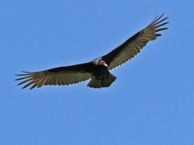 vulture-turky0533-1024.jpg