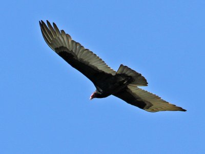 vulture-turky0542-1024.jpg