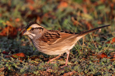sparrow-whitethroated3466-1024.jpg